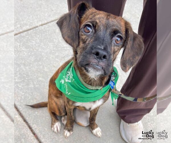 Medium Photo #4 Boxer-Plott Hound Mix Puppy For Sale in Washington, DC, USA