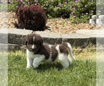 Small #2 Newfoundland