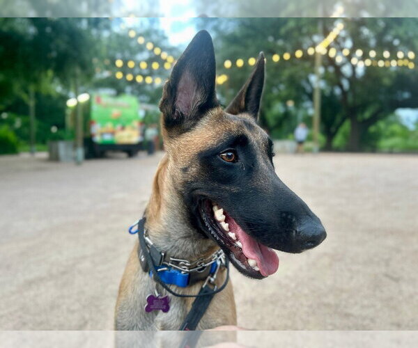 Medium Photo #20 Mutt Puppy For Sale in Imlay City, MI, USA