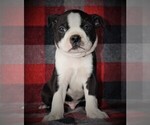 Puppy 0 Boston Terrier