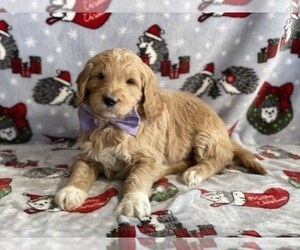 Goldendoodle Puppy for Sale in LANCASTER, Pennsylvania USA