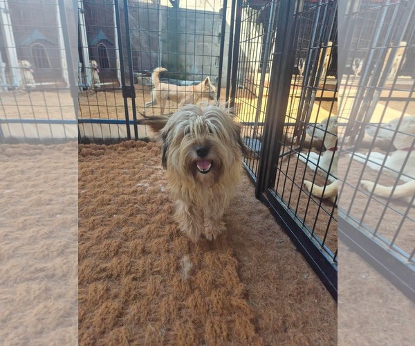 Medium Photo #3 Tibetan Terrier-Wheaten Terrier Mix Puppy For Sale in Agoura Hills, CA, USA