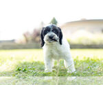 Small Photo #4 Cock-A-Poo Puppy For Sale in WARSAW, IN, USA