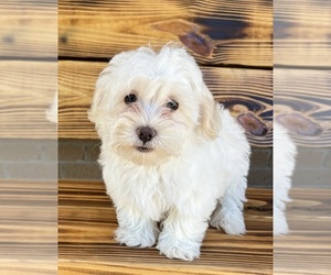 Maltipoo Puppy for sale in RIPLEY, MS, USA