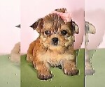 Small #11 Morkie