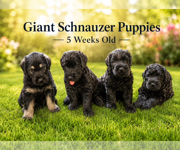 Medium Photo #1 Schnauzer (Giant) Puppy For Sale in HOUSTON, TX, USA