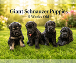 Image preview for Ad Listing. Nickname: Litter of 5