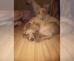 Small Photo #6 Golden Retriever Puppy For Sale in HARRIMAN, TN, USA