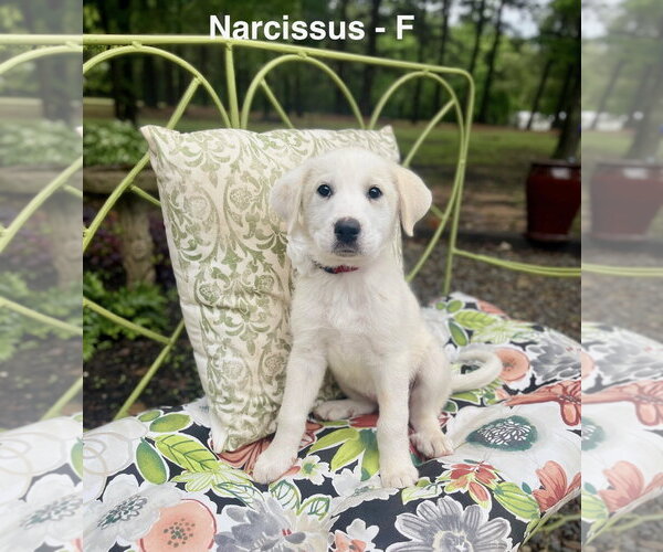 Medium Photo #1 Labrenees Puppy For Sale in Rockaway, NJ, USA