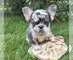 Small #3 French Bulldog
