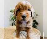 Small Photo #7 Australian Labradoodle Puppy For Sale in RICHLAND, WA, USA
