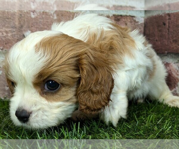 Medium Photo #10 Cavalier King Charles Spaniel Puppy For Sale in MOBERLY, MO, USA
