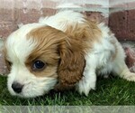 Small #9 Cavalier King Charles Spaniel