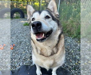 Siberian Husky-Unknown Mix Dogs for adoption in Anchorage, AK, USA