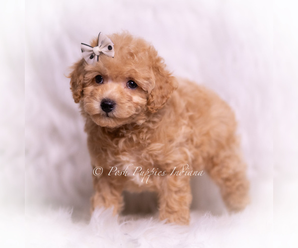 Medium Photo #5 Poodle (Toy) Puppy For Sale in WARSAW, IN, USA