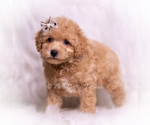 Small #4 Poodle (Toy)