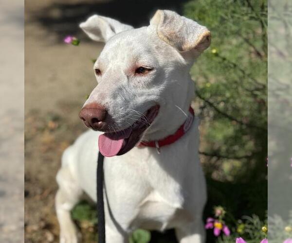 Medium Photo #3 Mutt Puppy For Sale in San Diego, CA, USA