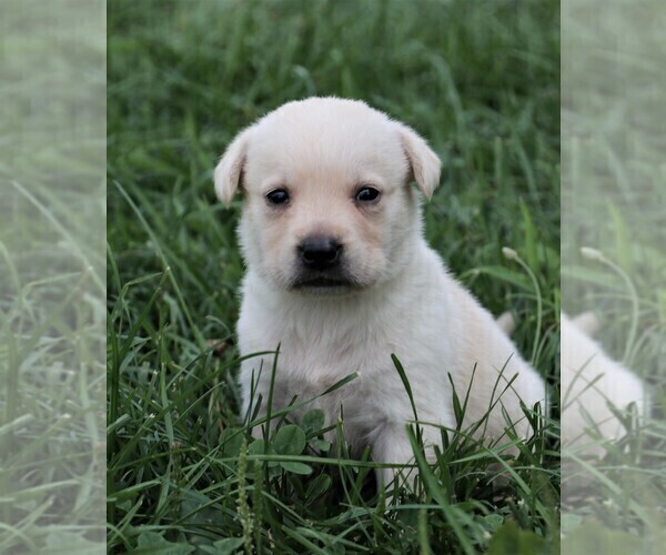 Medium Photo #9 Labrador Retriever Puppy For Sale in SYRACUSE, IN, USA