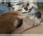 Small #3 Beagle