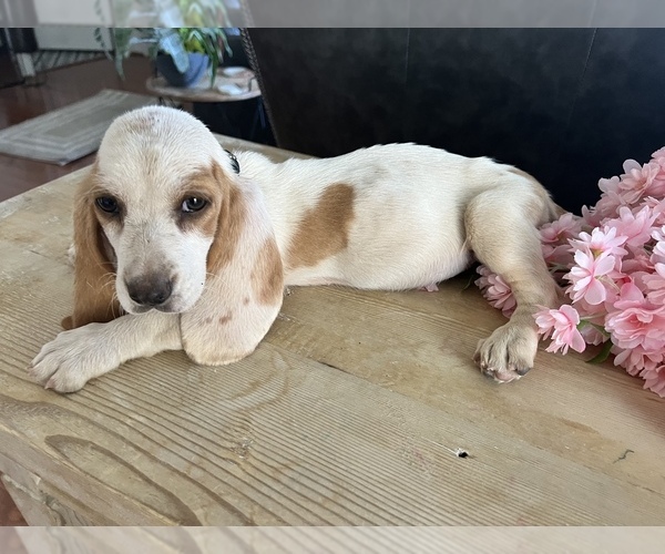 Medium Photo #7 Basset Hound Puppy For Sale in BEAUMONT, CA, USA