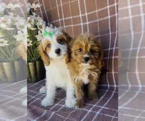 Poodle (Miniature) Puppy for sale in WILLISTON, FL, USA