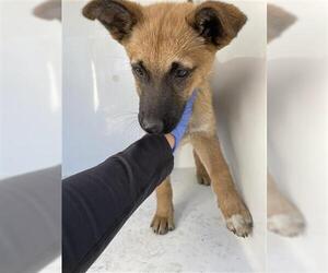 Black Mouth Cur Dogs for adoption in Houston, TX, USA