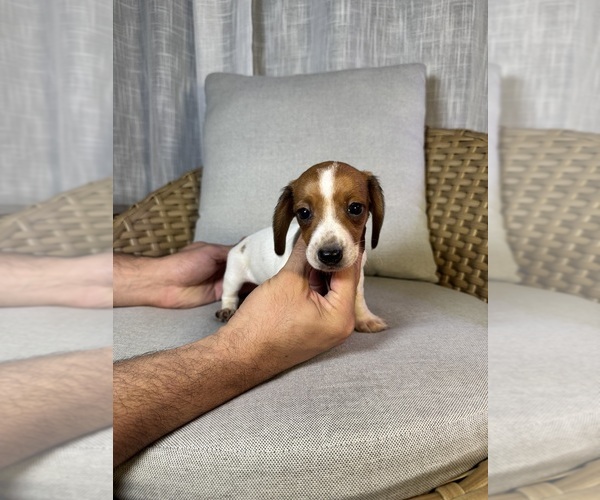 Medium Photo #7 Dachshund Puppy For Sale in ORLANDO, FL, USA