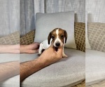 Small #6 Dachshund