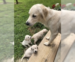 Mother of the Goldendoodle puppies born on 03/24/2019