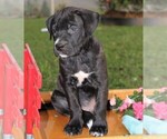 Small Photo #3 Cane Corso-Labrador Retriever Mix Puppy For Sale in CHARLOTT HALL, MD, USA