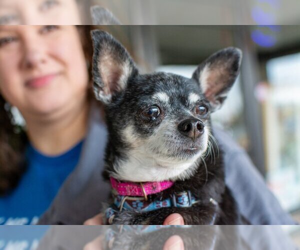 Medium Photo #14 Chihuahua-Unknown Mix Puppy For Sale in Mundelein, IL, USA