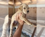 Small #2 Goldendoodle