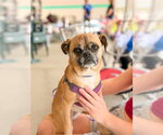 Small #20 Puggle