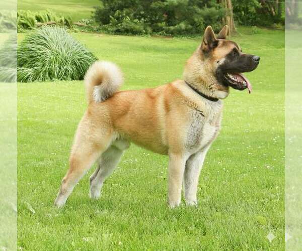 Medium Photo #1 Akita Puppy For Sale in MOUNT SIDNEY, VA, USA