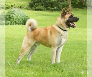 Father of the Akita puppies born on 05/16/2026