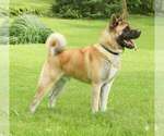 Small Photo #1 Akita Puppy For Sale in MOUNT SIDNEY, VA, USA