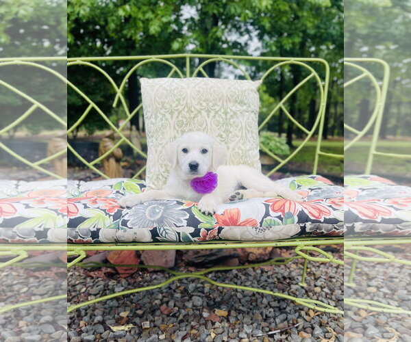 Medium Photo #2 Labrenees Puppy For Sale in Rockaway, NJ, USA