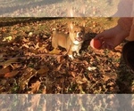 Small #3 Pembroke Welsh Corgi