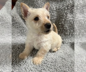 Scottish Terrier Puppy for sale in CLINTON, TN, USA