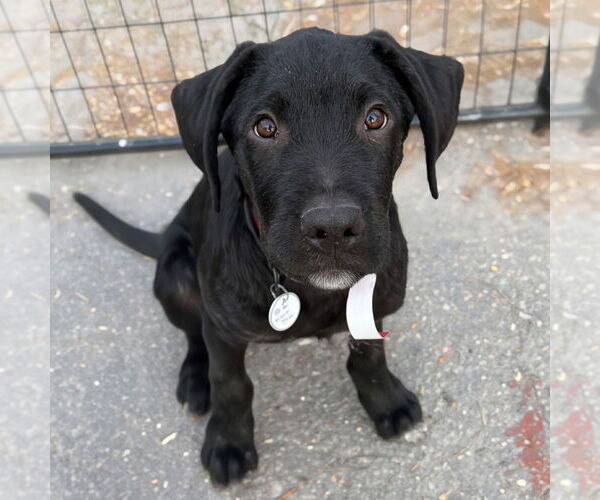 Medium Photo #1 Mutt Puppy For Sale in Vail, AZ, USA