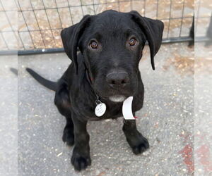 Mutt Dogs for adoption in Vail, AZ, USA