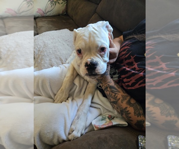 Medium Photo #23 Boxer Puppy For Sale in LAUREL, DE, USA