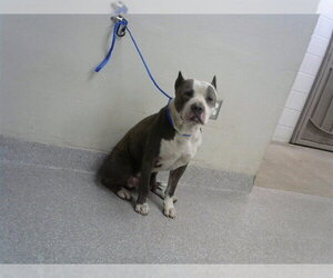 American Pit Bull Terrier-Unknown Mix Dogs for adoption in Pasadena, TX, USA