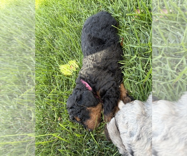 Medium Photo #20 Bernedoodle (Miniature) Puppy For Sale in HELPER, UT, USA