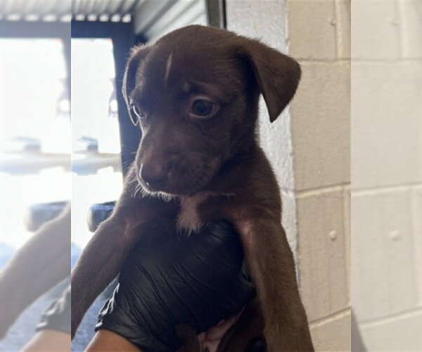Medium Photo #1 Mutt Puppy For Sale in San Bernardino, CA, USA