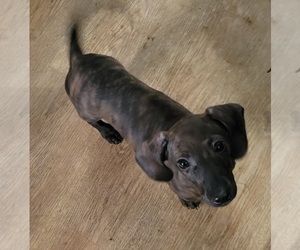 Dachshund-Italian Greyhound Mix Puppy for sale in GRAHAM, WA, USA