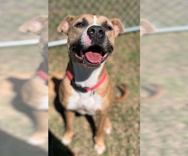 Medium Photo #2 American Pit Bull Terrier-Unknown Mix Puppy For Sale in Augusta, GA, USA