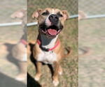 Small #1 American Pit Bull Terrier Mix