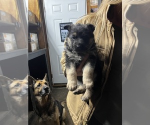 German Shepherd Dog Puppy for sale in PULASKI, PA, USA