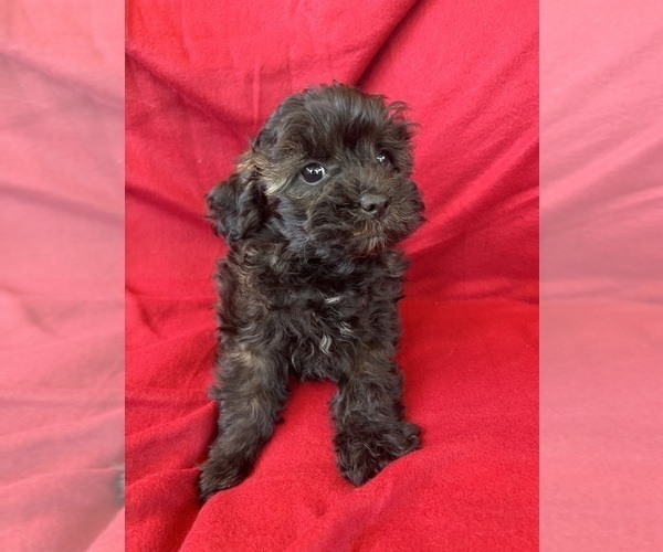 Medium Photo #1 Poodle (Miniature)-Schnoodle (Miniature) Mix Puppy For Sale in Lexington, NC, USA